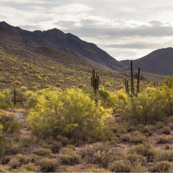 The McDowell Sonoran Conservancy