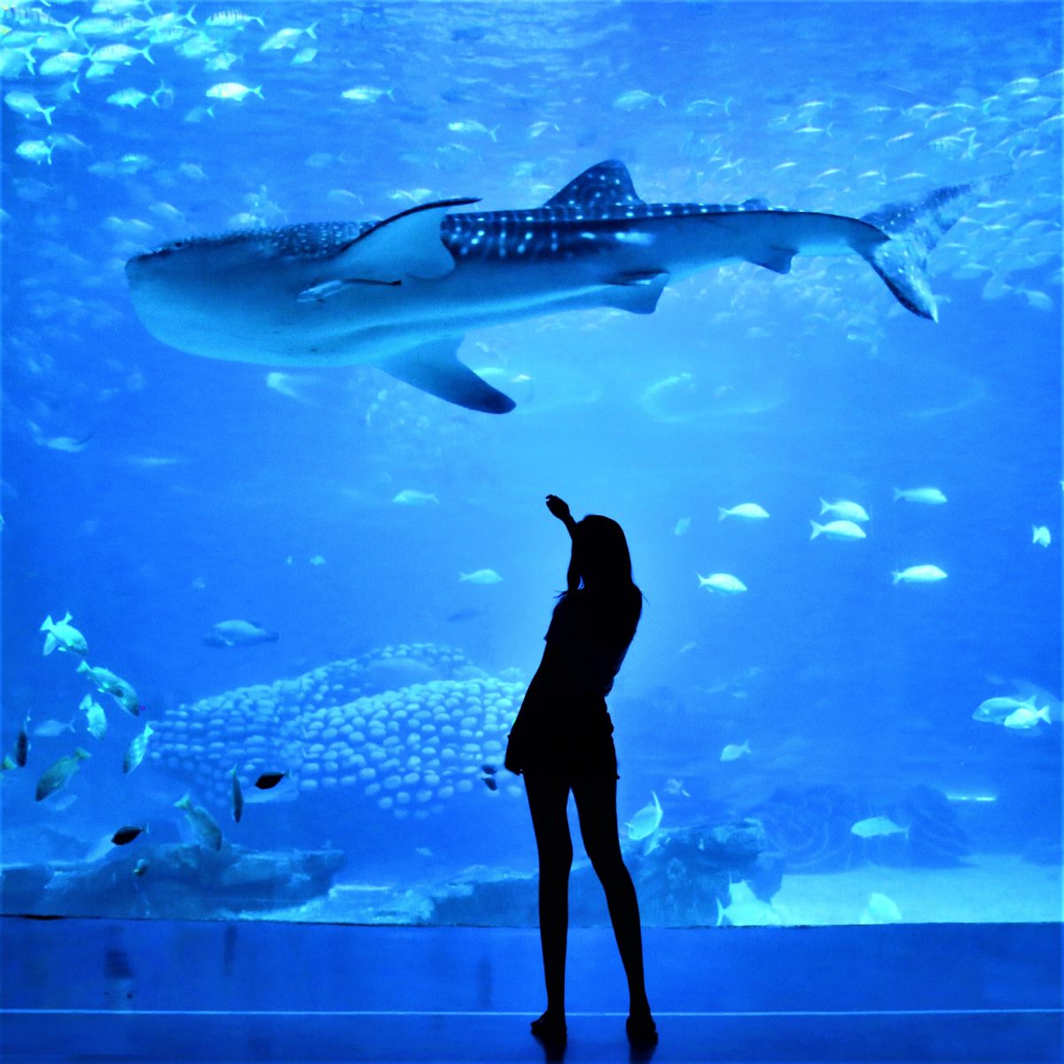 Waikiki Aquarium (2)