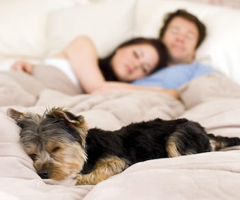 Pet Double Room