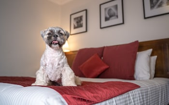 Room, 1 King Bed (Pet)