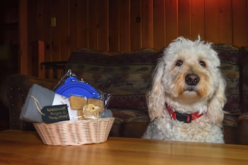 Standard Chalet, Multiple Beds, Pets Allowed